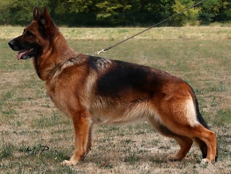 Royce du val d'Anzin