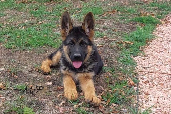 de La Maison Du Prince - Chiots disponibles - Berger Allemand